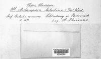 Melampsora betulina image